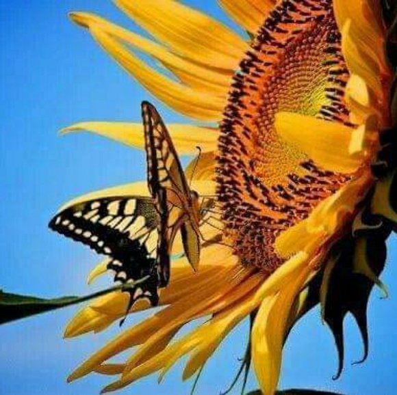 sunflower0223
